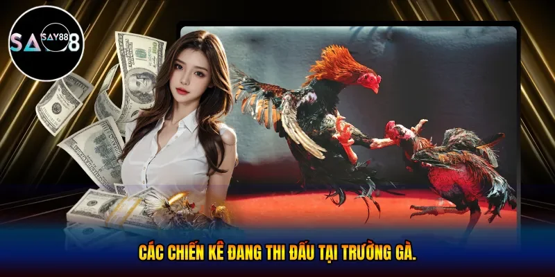 Các chiến kê đang thi đấu tại trường gà
