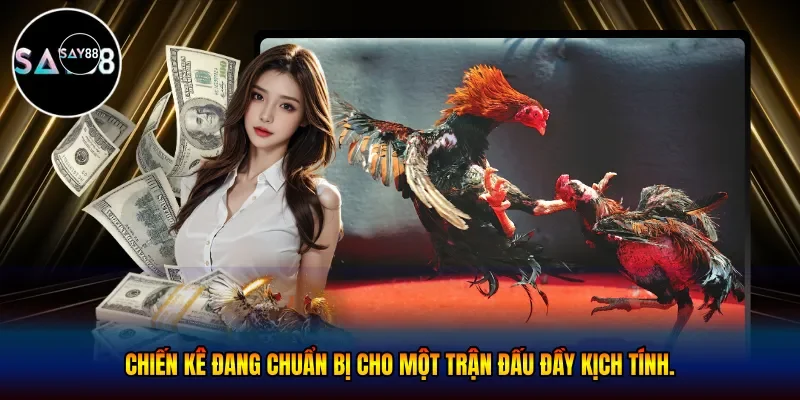 Chiến kê đang chuẩn bị cho một trận đấu đầy kịch tính