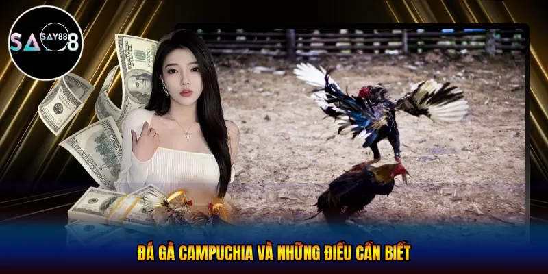 Đá gà campuchia