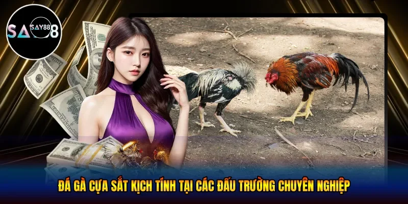 Đá gà cựa sắt kịch tính tại các đấu trường chuyên nghiệp