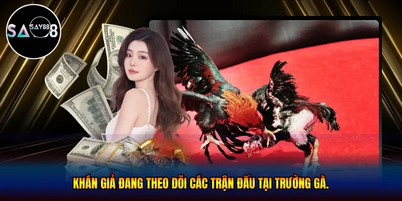 Khán giả đang theo dõi các trận đấu tại trường gà