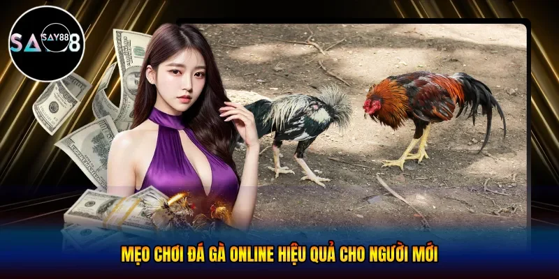 Mẹo chơi đá gà online