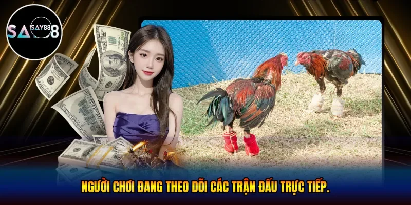 Người chơi đang theo dõi các trận đấu trực tiếp