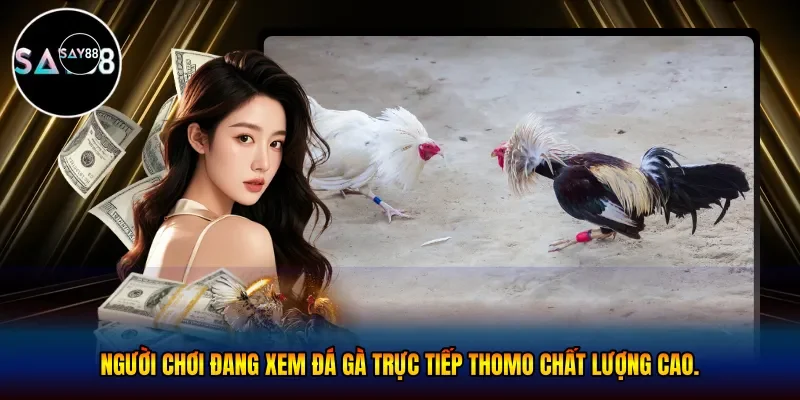 Người chơi đang xem đá gà trực tiếp thomo chất lượng cao