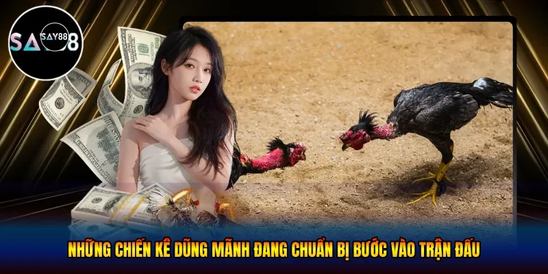 Những chiến kê dũng mãnh đang chuẩn bị bước vào trận đấu