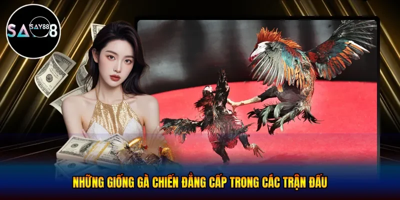 Những giống gà chiến đẳng cấp trong các trận đấu