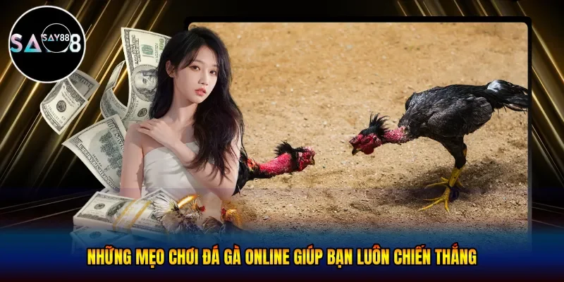 Những mẹo chơi đá gà online giúp bạn luôn chiến thắng