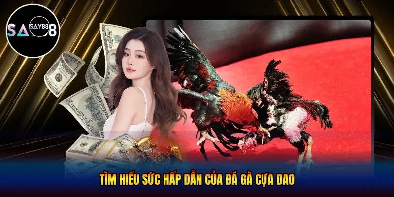 Đá gà cựa dao