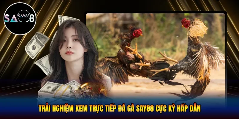 Trải nghiệm xem trực tiếp đá gà Say88 cực kỳ hấp dẫn